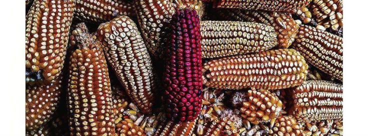 11834909_892421317504066_8619403960159045823_o